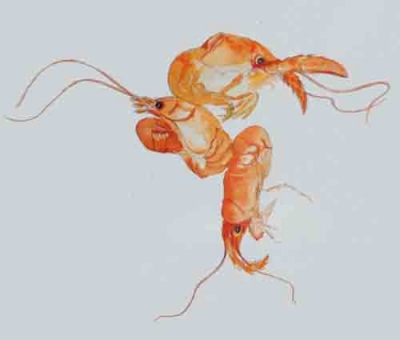 freshwater crayfish 2012