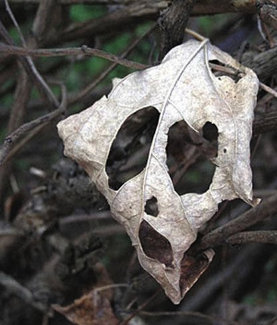 pareidolia