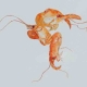 freshwater crayfish 2012